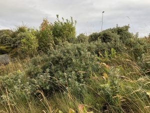 Hafþyrnir - Hippophae rhamnoides - Image 3