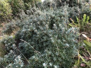 Hafþyrnir - Hippophae rhamnoides - Image 2