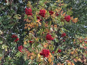 Skrautreynir - Sorbus decora - Image 3