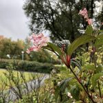 Þorrarunni 'Dawn' - Viburnum x bodnantense 'Dawn'