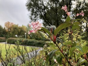Þorrarunni 'Dawn' - Viburnum x bodnantense 'Dawn'