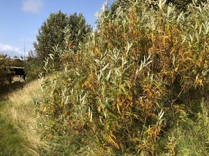 Körfuvíðir 'Katrín' - Salix viminalis 'Katrín' - Image 2
