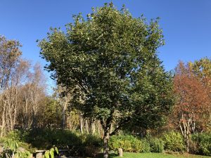Garðahlynur - Acer pseudoplatanus - Image 4