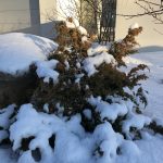 Kínaeinir 'Blue Alps' - Juniperus chinensis 'Blue Alps'