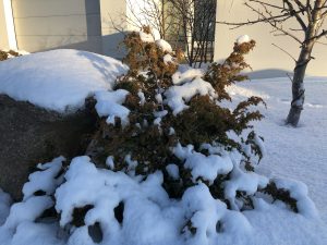 Kínaeinir 'Blue Alps' - Juniperus chinensis 'Blue Alps'