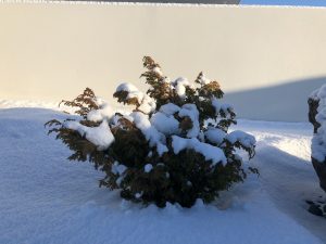 Kínaeinir 'Blue Alps' - Juniperus chinensis 'Blue Alps' - Image 2