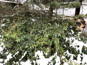 Vetrartoppur - Lonicera pileata