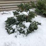 Stjörnubláeinir - Juniperus squamata 'Blue Star'