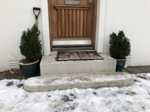 Fagursýprus / Jólasýprus - Chamaecyparis lawsoniana 'Ellwoodii'