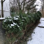 Fagursýprus 'Columnaris Glauca' - Chamaecyparis lawsoniana 'Columnaris Glauca'