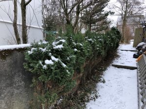 Fagursýprus 'Columnaris Glauca' - Chamaecyparis lawsoniana 'Columnaris Glauca'