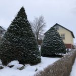 Sitkagreni - Picea sitchensis