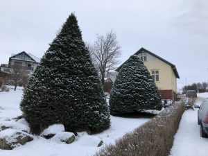 Sitkagreni - Picea sitchensis
