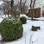 Fagurlim / Búxus - Buxus sempervirens