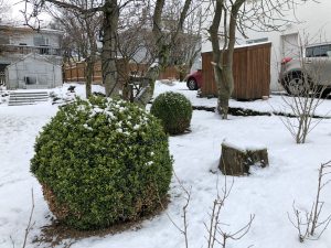 Fagurlim / Búxus - Buxus sempervirens