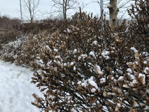 Myrtuvíðir 'Vala' - Salix myrsinites 'Vala' - Image 2