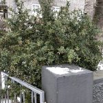 Hélubroddur 'Jytte' - Berberis candidula 'Jytte'