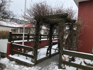 Skógartoppur 'Belgica' - Lonicera periclymenum 'Belgica' - Image 2