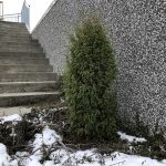Einir / Írlandseinir - Juniperus communis 'Hibernica'