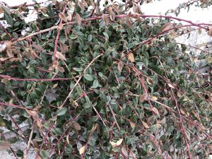 Breiðumispill / Hrísmispill 'Skogholm' - Cotoneaster x suecicus 'Skogholm' - Image 2