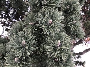 Bergfura - Pinus uncinata - Image 2