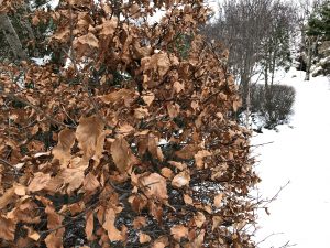 Beyki - Fagus sylvatica - Image 3