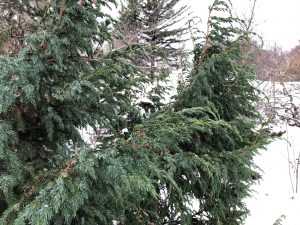 Himalajaeinir 'Meyeri' - Juniperus squamata 'Meyeri' - Image 2