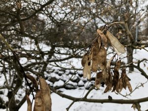 Fjallagullregn - Laburnum alpinum - Image 4