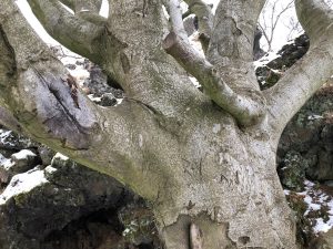 Beyki - Fagus sylvatica - Image 4