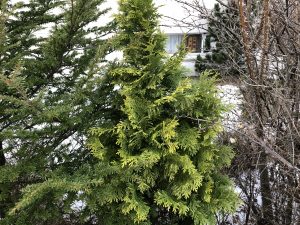 Fagursýprus 'Ellwood's Gold' - Chamaecyparis lawsoniana 'Ellwood's Gold' - Image 2