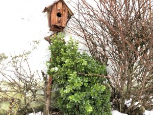 Fagurlim / Búxus - Buxus sempervirens - Image 3