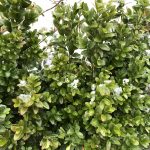 Fagurlim / Búxus - Buxus sempervirens - Image 2
