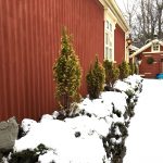 Fagursýprus 'Ellwood's Gold' - Chamaecyparis lawsoniana 'Ellwood's Gold'