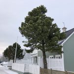 Stafafura - Pinus contorta