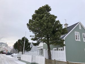 Stafafura - Pinus contorta