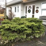 Hreiðurgreni / Sátugreni - Picea abies 'Nidiformis'