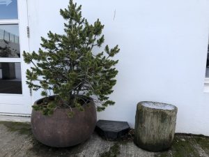 Skógarfura - Pinus sylvestris - Af íslensku fræi - Image 3