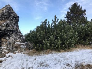 Fjallafura / Dvergfura - Pinus mugo - Image 3