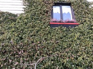 Bergflétta - Hedera helix - Image 2