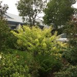 Baunatré - Caragana arborescens