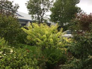 Baunatré - Caragana arborescens