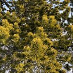 Skógarfura - Pinus sylvestris - Af íslensku fræi