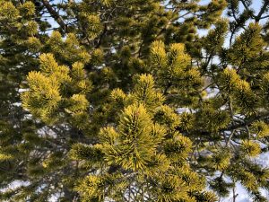 Skógarfura - Pinus sylvestris - Af íslensku fræi