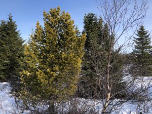 Skógarfura - Pinus sylvestris - Af íslensku fræi - Image 2