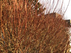 Ilmkóróna 'Mont Blanc' - Philadelphus x lemoinei 'Mont Blanc' - Image 5