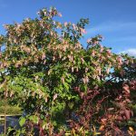 Bogsýrena - S. komarowii ssp. reflexa 'Hólmfríður'