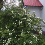Stórkvistur - Spiraea henryi