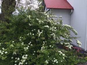 Stórkvistur - Spiraea henryi