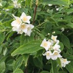 Snækóróna 'Þórunn Hyrna' - Philadelphus coronarius 'Þórunn Hyrna'