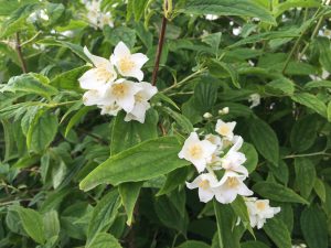 Snækóróna 'Þórunn Hyrna' - Philadelphus coronarius 'Þórunn Hyrna'